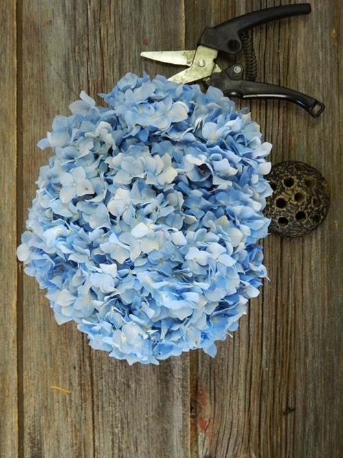 BLUE HYDRANGEA